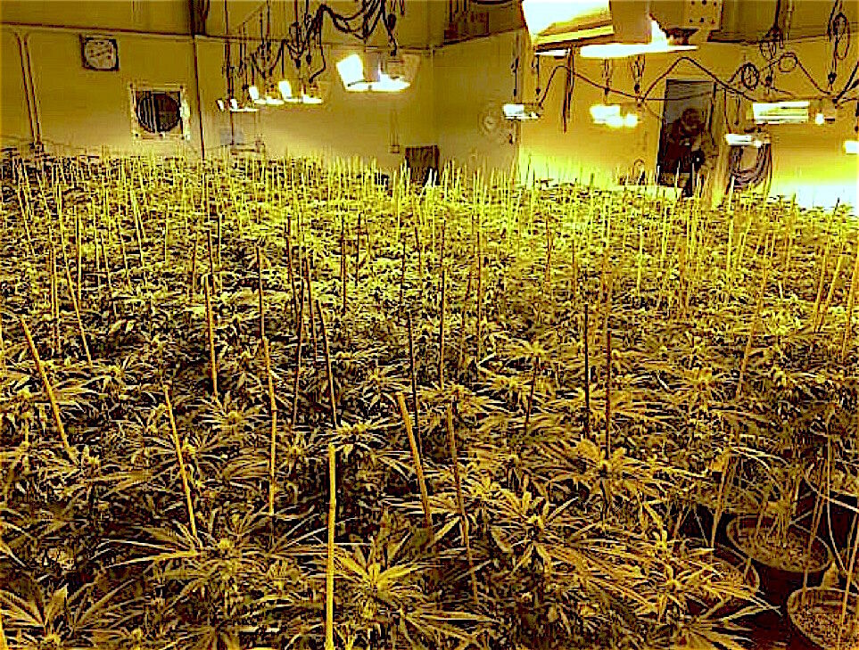 752 marijuana plants seized